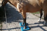 Physiotherapie für Pferde in Maßweiler zur Verbesserung der Beweglichkeit und Gelenkfehlstellungen