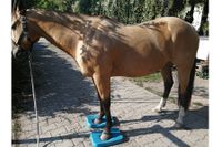 Physiotherapie für Pferde in Maßweiler bei schmerzenden Muskelverspannungen und Sehnenentzündungen